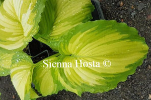 Hosta 'War Paint'