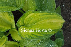 Hosta Photo Finish