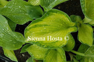 Hosta Photo Finish