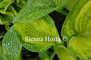 Hosta Photo Finish