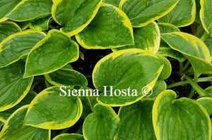 Hosta 'Winsome'