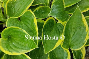 Hosta 'Winsome'