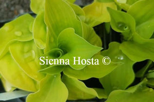 Hosta Illicit Affair