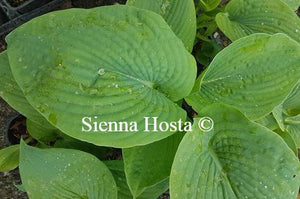 Hosta sieboldiana Elegans