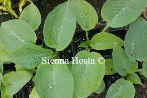 Hosta Silver Bay