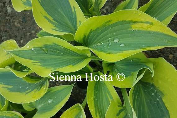 Hosta 'Sleeping Star'