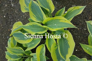 Hosta 'Sleeping Star'