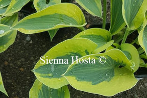 Hosta 'Sleeping Star'