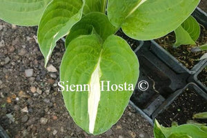 Hosta 'White Bikini'