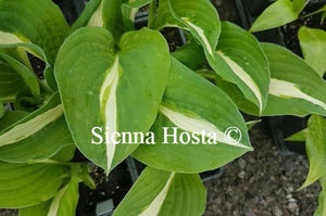 Hosta 'White Bikini'