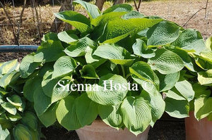 Hosta sieboldiana var elegans