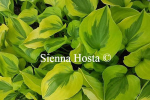 Hosta 'Grand Tiara'