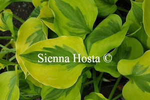 Hosta 'Grand Tiara'