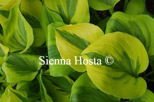 Hosta 'Grand Tiara'