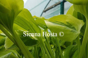 Hosta 'Grand Tiara'