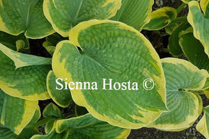 Hosta Paradise Expectations