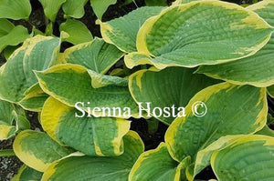 Hosta Paradise Expectations