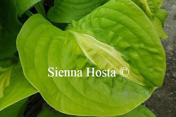 Hosta Mango Tango