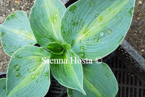 Hosta Rhino Hide