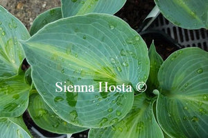 Hosta Rhino Hide