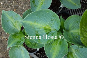 Hosta Rhino Hide