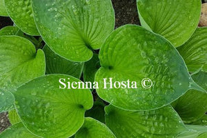 Hosta Second Wind