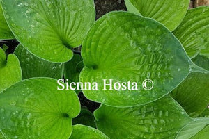 Hosta Second Wind