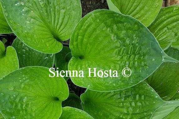 Hosta Second Wind