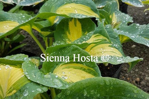 Hosta Dream Queen