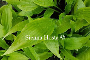 Hosta Little Black Scape