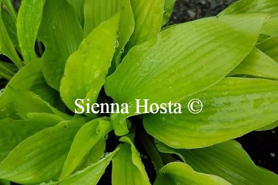 Hosta Little Black Scape