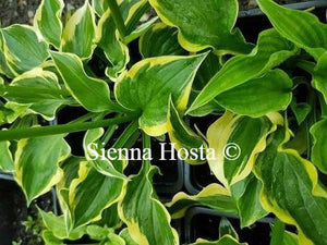 Hosta Ops