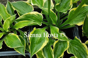 Hosta Ops