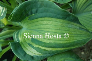 Hosta Guardian Angel