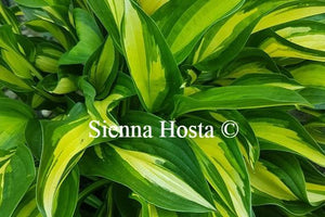 Hosta Lakeside Little Tuft