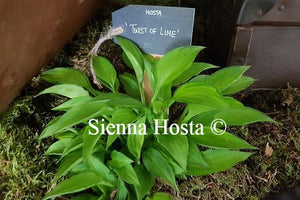 Hosta Twist of Lime