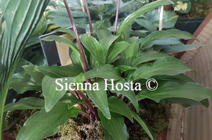 Hosta Emeralds and Rubies