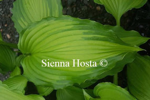 Hosta Amalia