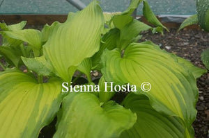 Hosta Amalia