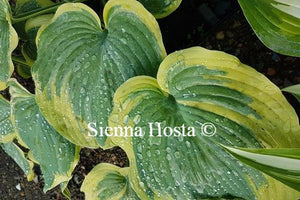 Hosta Border Street