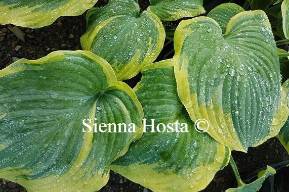 Hosta Border Street