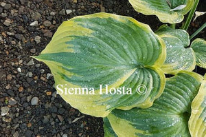 Hosta Border Street