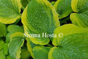 Hosta Climax