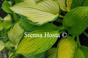 Hosta Gold Standard