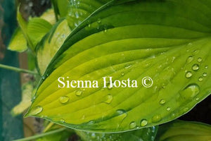 Hosta Gold Standard Rain Drops