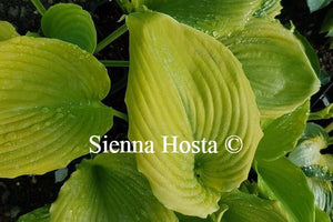 Hosta 'Grand Canyon'