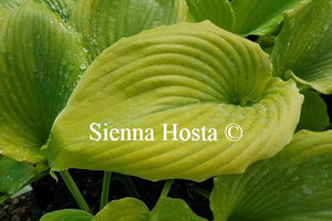 Hosta 'Grand Canyon'