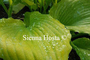 Hosta 'Grand Canyon'