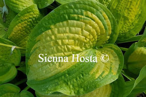 Hosta Paradigm