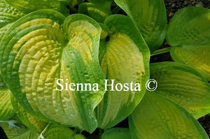 Hosta Paradigm